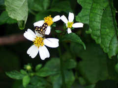 Zeuxippa formosa