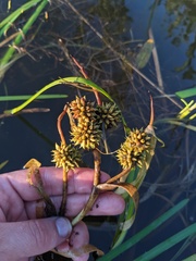 Sparganium fluctuans