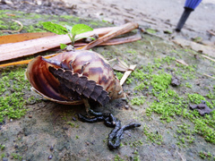 Pyrocoelia praetexta