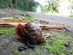 Pyrocoelia praetexta