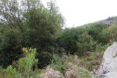 Platylophus trifoliatus