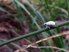 Phrixopogon excisangulus