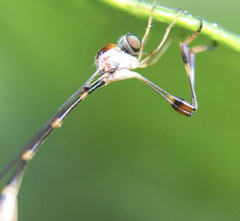 Leptopteromyia americana