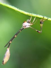 Leptopteromyia americana