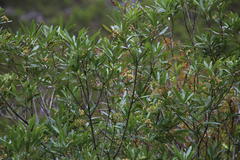 Platylophus trifoliatus