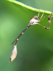 Leptopteromyia americana