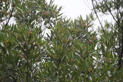 Platylophus trifoliatus