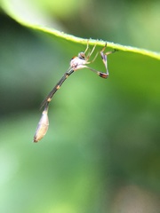 Leptopteromyia americana