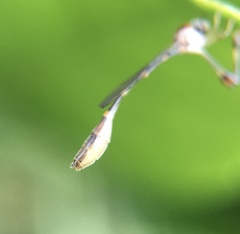 Leptopteromyia americana