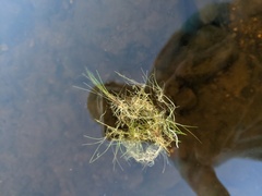 Utricularia resupinata