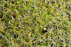Zoysia minima