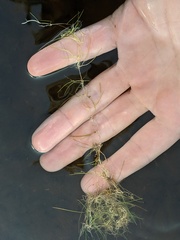 Utricularia resupinata