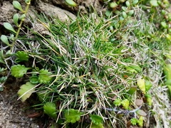 Zoysia minima