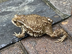 Bufo gargarizans