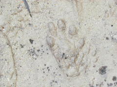 Aonyx capensis capensis