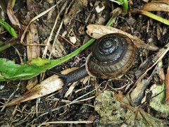 Webbhelix multilineata