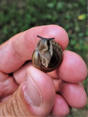 Webbhelix multilineata