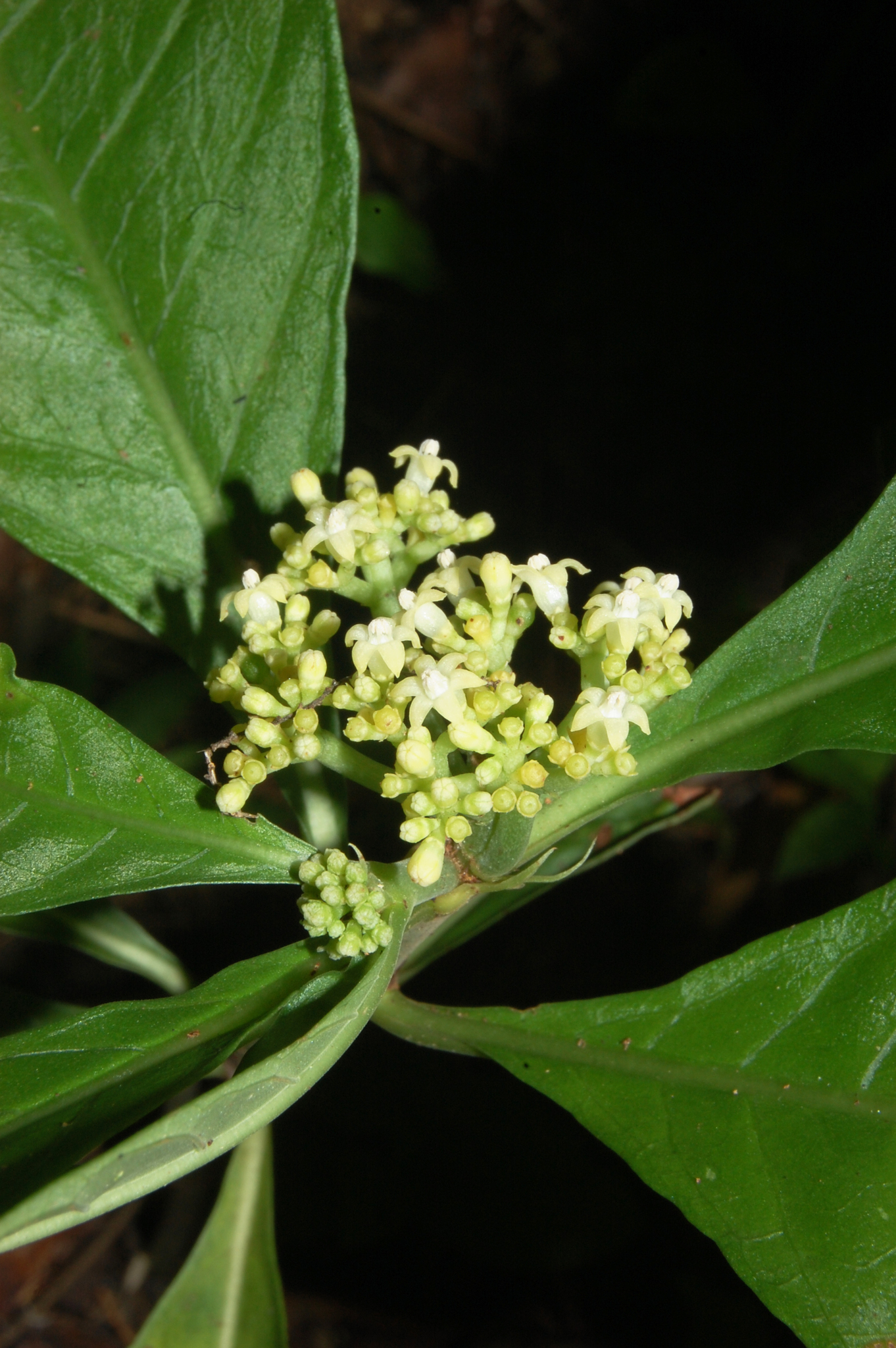 Psychotria tenuifolia