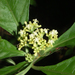 Psychotria tenuifolia - Photo (c) Barry Hammel, μερικά δικαιώματα διατηρούνται (CC BY-NC-SA)