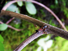 Toxeus latithoracicus