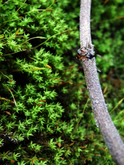 Toxeus latithoracicus