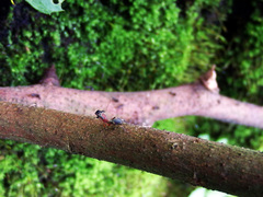 Toxeus latithoracicus