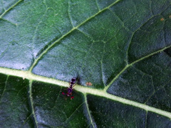 Teleopsis quadriguttata