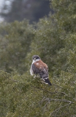 Geranoaetus polyosoma polyosoma
