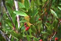 Pterocelastrus rostratus