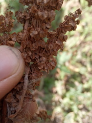 Rumex pseudonatronatus