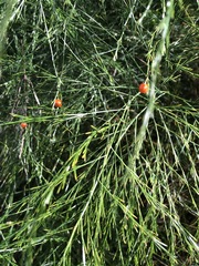 Asparagus virgatus