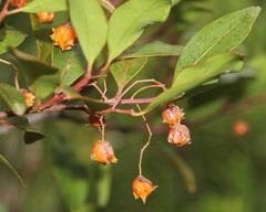 Pterocelastrus rostratus