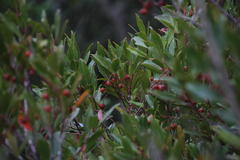 Pterocelastrus rostratus