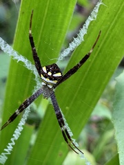 Argiope intricata