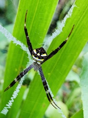 Argiope intricata