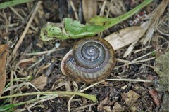 Webbhelix multilineata