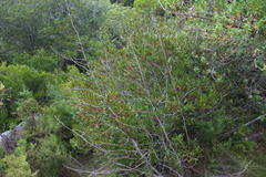 Pterocelastrus rostratus