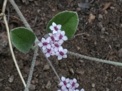 Homalocarpus
