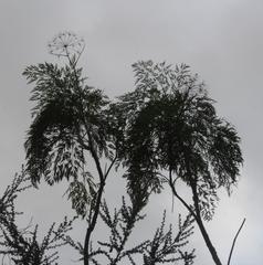 Notobubon gummiferum