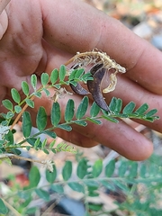 Astragalus umbraticus