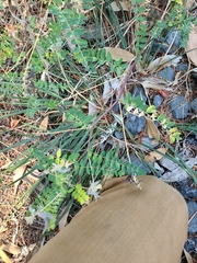 Astragalus umbraticus