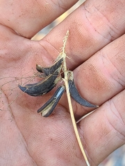 Astragalus umbraticus