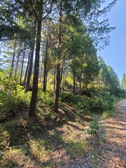Astragalus umbraticus