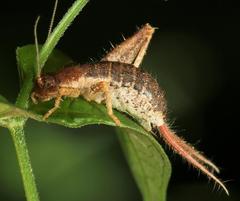 Mogoplistidae