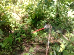 Lathrecista asiatica