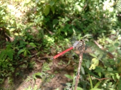 Lathrecista asiatica