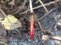 Orthetrum chrysis