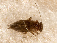 Kaestneriella