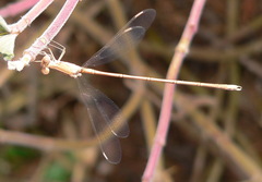 Lestes pallidus