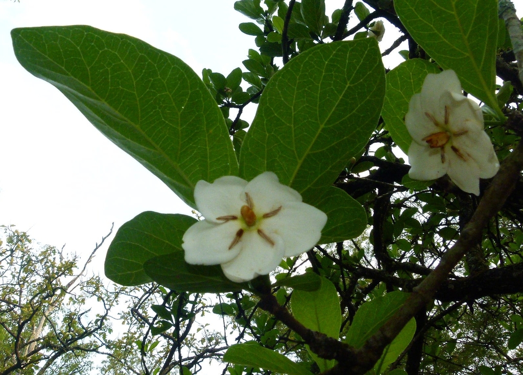 Tamilnadia uliginosa (Tamilnadia uliginosa)